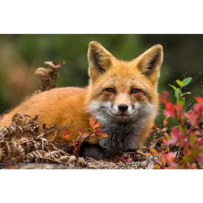 Картина по номерам Улыбчивая лиса 40х50 см 24 цвета Рыжий кот Х-2979 1